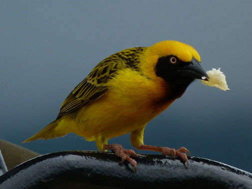 Researchers found that using highly diverse fire types increases the diversity of mammals and birds in wet savannas, including the Speke's Weaver (pictured), a range-restricted species. Credit: Dr Colin Beale, University of York.